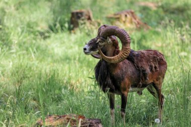 The mouflon (Ovis orientalis) in the Forest Reserve