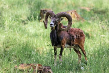 The mouflon (Ovis orientalis) in the Forest Reserve