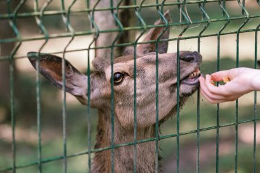 Bir kız çiftlikte geyik besliyor. Hayvanlarla ilgilenmek. Dişi el geyikleri vahşi hayvanlarla besler
