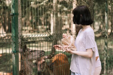Bir kız çiftlikte geyik besliyor. Hayvanlarla ilgilenmek. Dişi el geyikleri vahşi hayvanlarla besler
