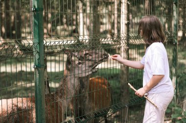 Bir kız çiftlikte geyik besliyor. Hayvanlarla ilgilenmek. Dişi el geyikleri vahşi hayvanlarla besler