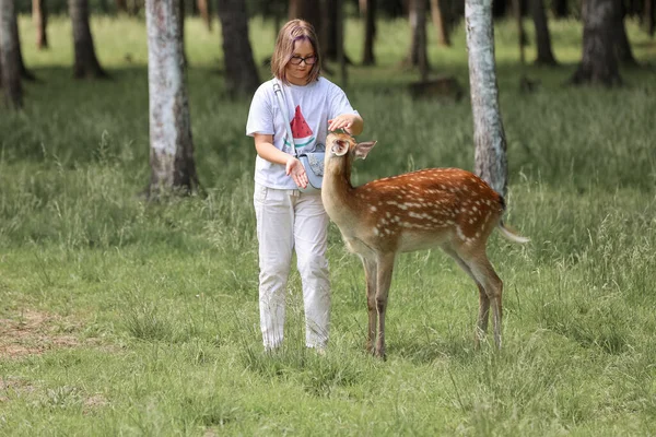 A girl feeding cute spotted deer bambi at petting zoo. Happy traveler girl enjoys socializing with wild animals in national park in summer. Baby fawn deer playing with people in contact zoo