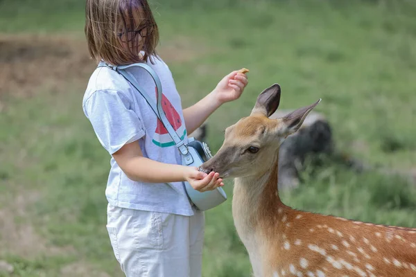 A girl feeding cute spotted deer bambi at petting zoo. Happy traveler girl enjoys socializing with wild animals in national park in summer. Baby fawn deer playing with people in contact zoo