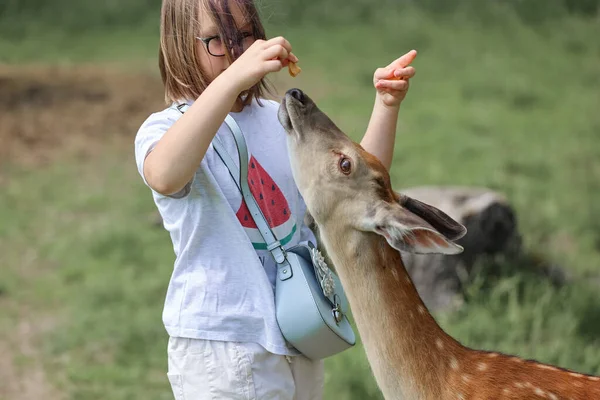 A girl feeding cute spotted deer bambi at petting zoo. Happy traveler girl enjoys socializing with wild animals in national park in summer. Baby fawn deer playing with people in contact zoo