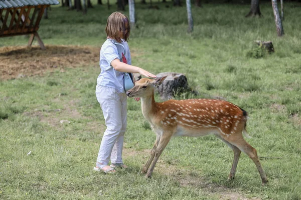 A girl feeding cute spotted deer bambi at petting zoo. Happy traveler girl enjoys socializing with wild animals in national park in summer. Baby fawn deer playing with people in contact zoo