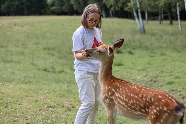 A girl feeding cute spotted deer bambi at petting zoo. Happy traveler girl enjoys socializing with wild animals in national park in summer. Baby fawn deer playing with people in contact zoo