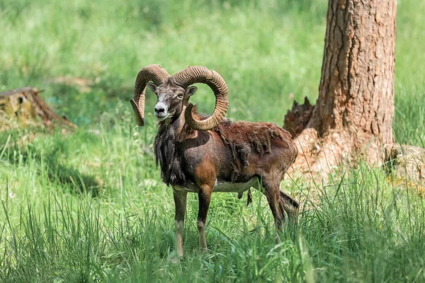 The mouflon (Ovis orientalis) in the Forest Reserve