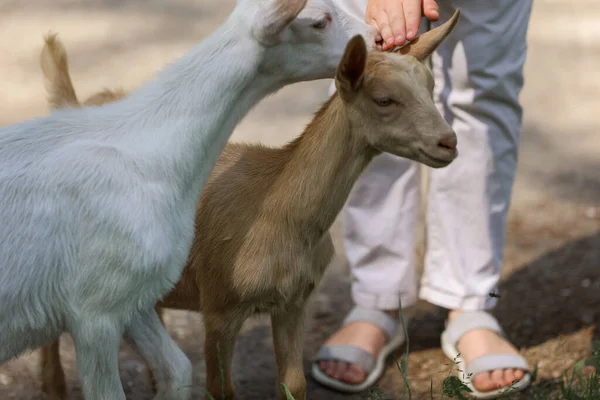 Girl Feeds Plays Goats Farm — Stock Photo, Image