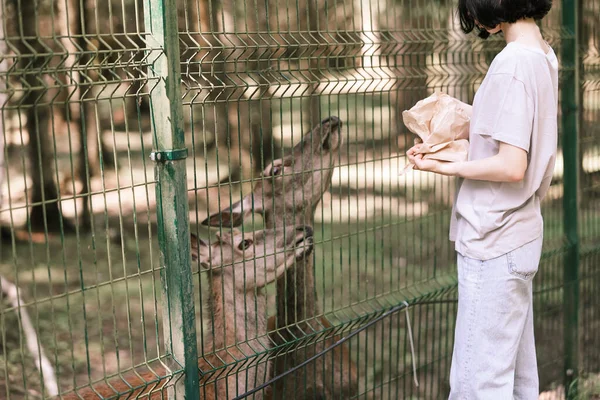 Bir kız çiftlikte geyik besliyor. Hayvanlarla ilgilenmek. Dişi el geyikleri vahşi hayvanlarla besler