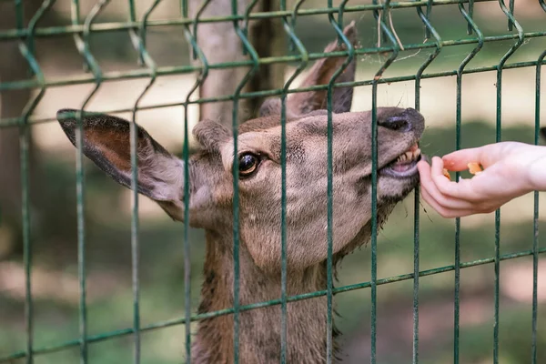 Bir kız çiftlikte geyik besliyor. Hayvanlarla ilgilenmek. Dişi el geyikleri vahşi hayvanlarla besler