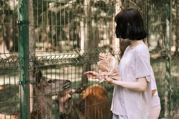 Bir kız çiftlikte geyik besliyor. Hayvanlarla ilgilenmek. Dişi el geyikleri vahşi hayvanlarla besler
