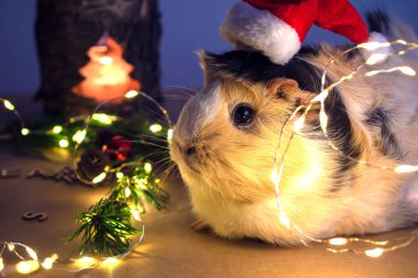 Güzel kobay Noel Baba şapkası ve Noel ışıkları