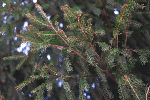 Las ramas de abeto siempreverde se cierran como fondo de Navidad. —  Fotos de Stock