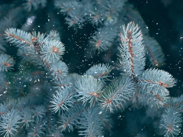 Evergreen blå gran grenar närbild som en jul bakgrund med snö. — Stockfoto