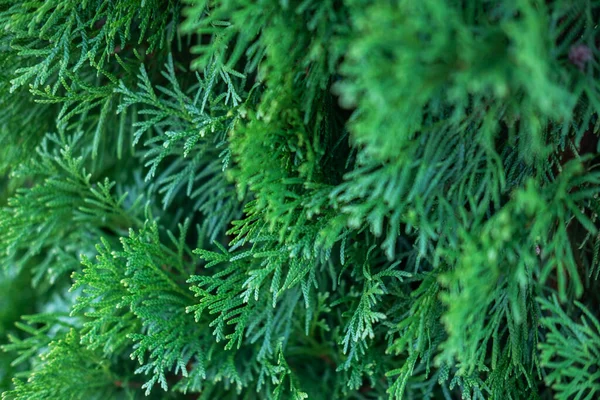 Evergreen thuja branches close up as a christmas background. — Stock Photo, Image