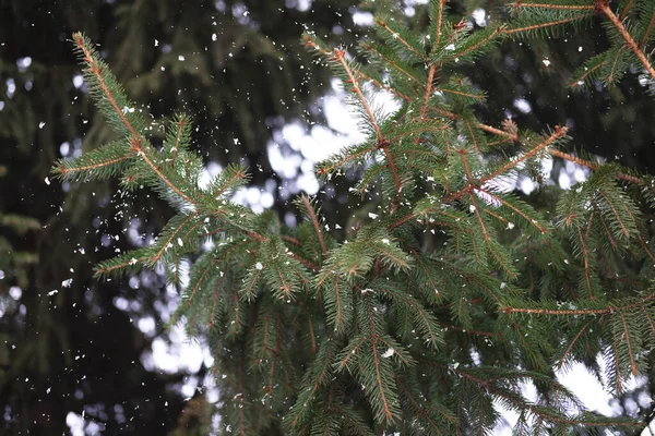 Las ramas de abeto siempreverde se cierran como fondo navideño con nieve. —  Fotos de Stock