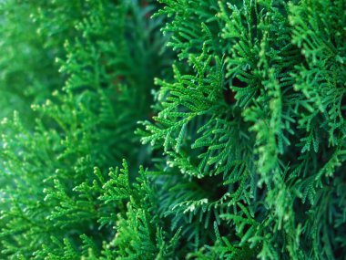 Evergreen thuja şubeleri Noel arkaplanı olarak kapanıyor.