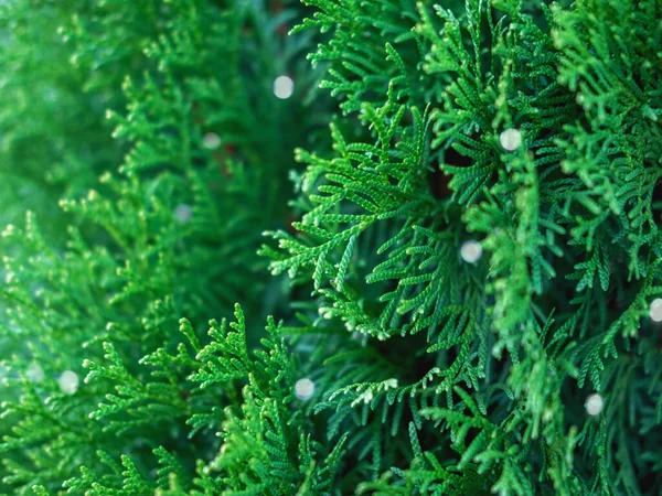 Thuja grenar närbild som en jul bakgrund med små gnistrar. — Stockfoto
