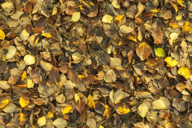 Yeşil çimlerin üzerinde sarı kavak yapraklarının sonbahar kompozisyonu.
