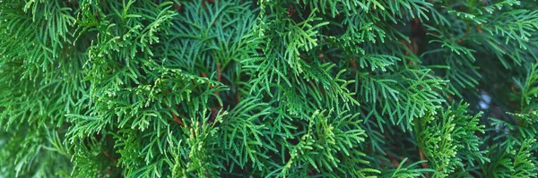 Belos ramos thuja evergreen como um fundo de Natal. — Fotografia de Stock