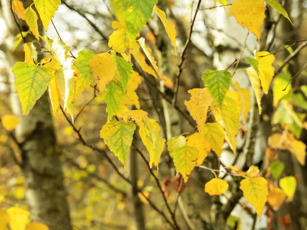 Outono bétula árvore closeup em um dia ensolarado. — Fotografia de Stock