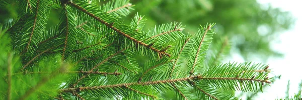에버그린피어 나무 가지들은 크리스마스 배경으로 가까이 있다. — 스톡 사진