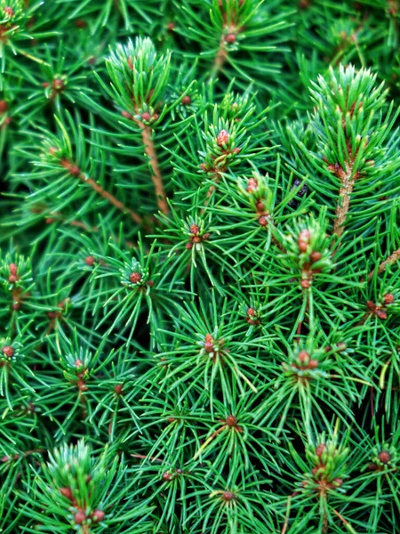 Evergreen boom takken close-up als een kerst achtergrond. — Stockfoto