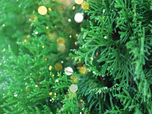 Las ramas de thuja de hoja perenne se cierran como fondo navideño con destellos. —  Fotos de Stock