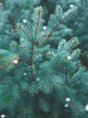 Evergreen Blue Spruce dalları kıvılcımlı bir yılbaşı arkaplanı gibidir..