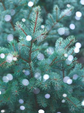 Evergreen Blue Spruce dalları kıvılcımlı bir yılbaşı arkaplanı gibidir..