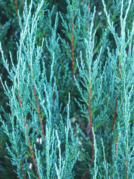 Evergreen blue green juniper branches as a christmas background, close up. — Stock Photo, Image