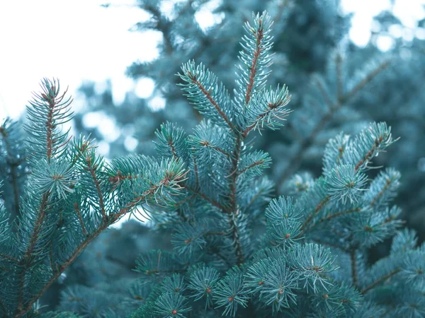 Evergreen blue spruce branches as a christmas background, close up. — Stock Photo, Image