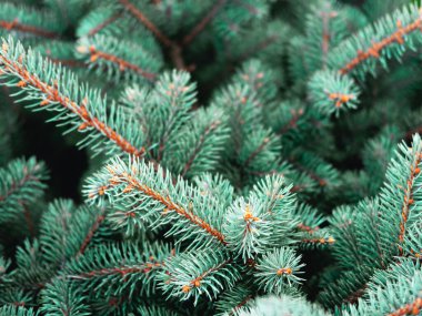 Evergreen Blue Spruce dalları Noel arkaplanı olarak, yakın plan.
