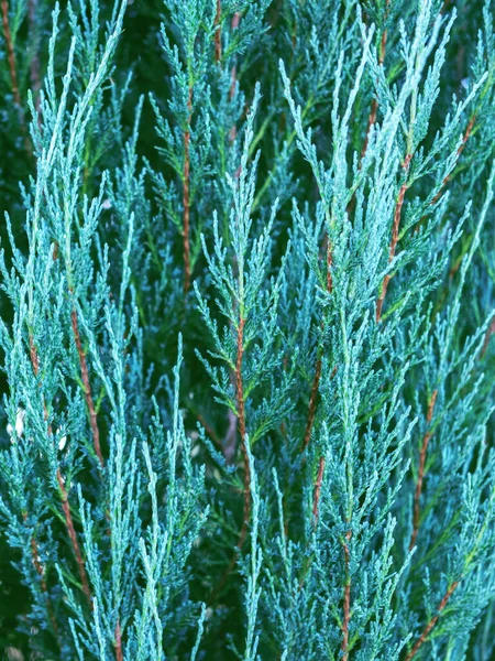 Evergreen blauw groene jeneverbes takken als kerstachtergrond, close up. — Stockfoto