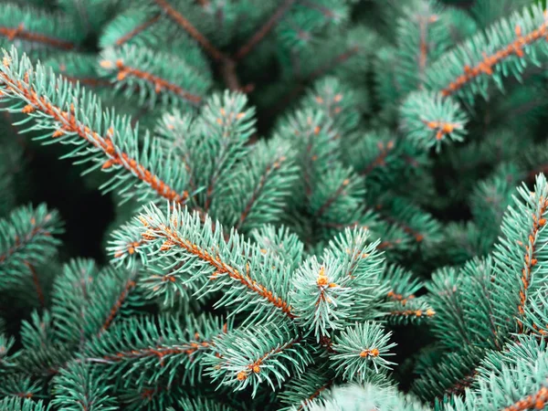 Evergreen blauwe sparren takken als kerstachtergrond, close up. — Stockfoto