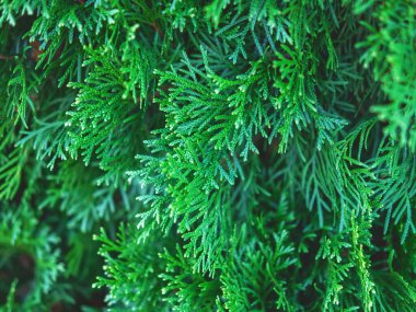 Evergreen thuja şubeleri Noel arkaplanı olarak kapanıyor.