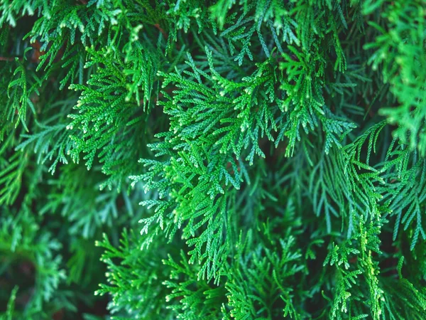 Evergreen thuja takken close-up als een kerst achtergrond. — Stockfoto