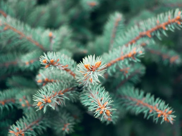 Immergrüne Thuja-Zweige schließen sich als weihnachtlicher Hintergrund. — Stockfoto