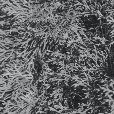 Evergreen thuja şubeleri yılın son moda gri renginde kapanıyor..