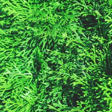 Evergreen thuja şubeleri Noel arkaplanı olarak kapanıyor.