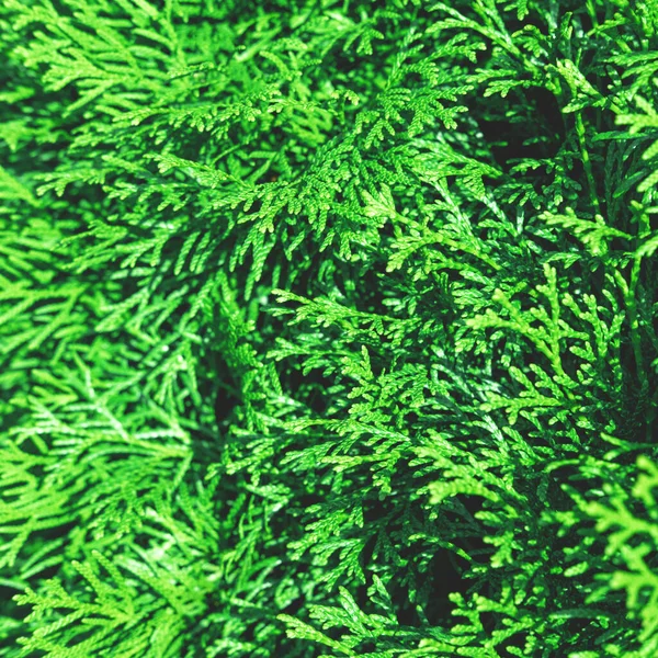 Evergreen thuja şubeleri Noel arkaplanı olarak kapanıyor.