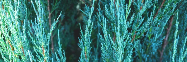 Evergreen blauw groene jeneverbes takken als kerstachtergrond en banner. — Stockfoto