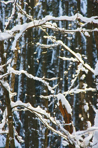 Orman ağaçlarının güneşteki karlı dalları güzel bir kış arka planıdır. Seçici odak.