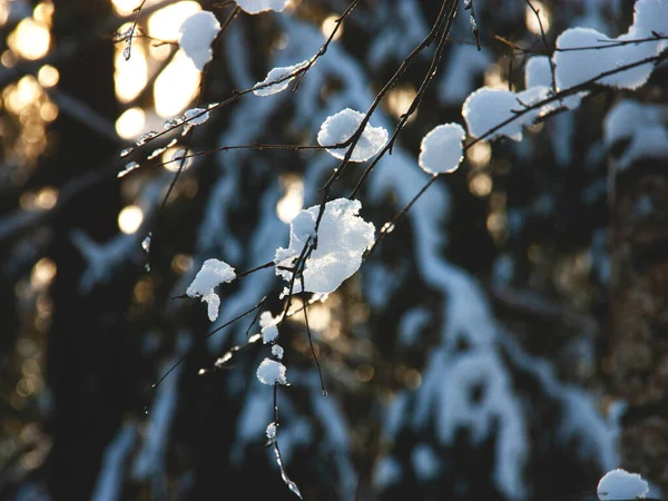 De snöiga grenarna av skogsträden i solen som en vacker vinterbakgrund. Selektiv inriktning. — Stockfoto