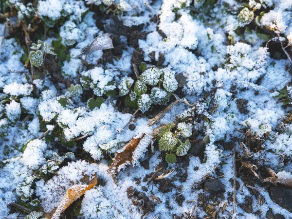 A közeli havas tisztás a napon. A téli háttér. Szelektív fókusz. — Stock Fotó