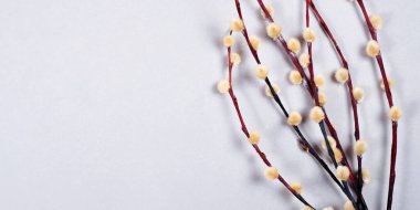 Gri arkaplandaki söğüt dallarının çoğunda kopya alanı var..