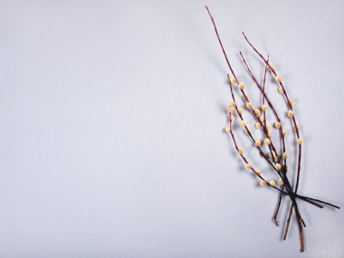 Gri arkaplanda söğüt dalları ve metin için fotokopi alanı..