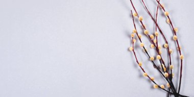 Gri arkaplanda söğüt dalları ve metin için fotokopi alanı..