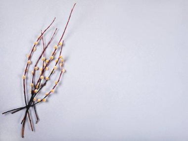 Gri arkaplanda söğüt dalları ve metin için fotokopi alanı..