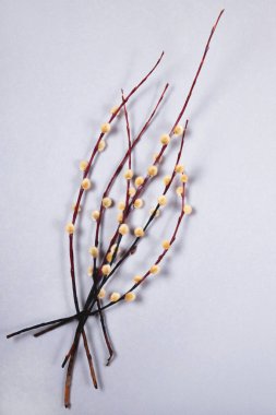 Gri arkaplanda söğüt dalları ve metin için fotokopi alanı..